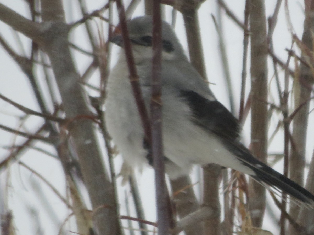 オオモズ - ML646516954