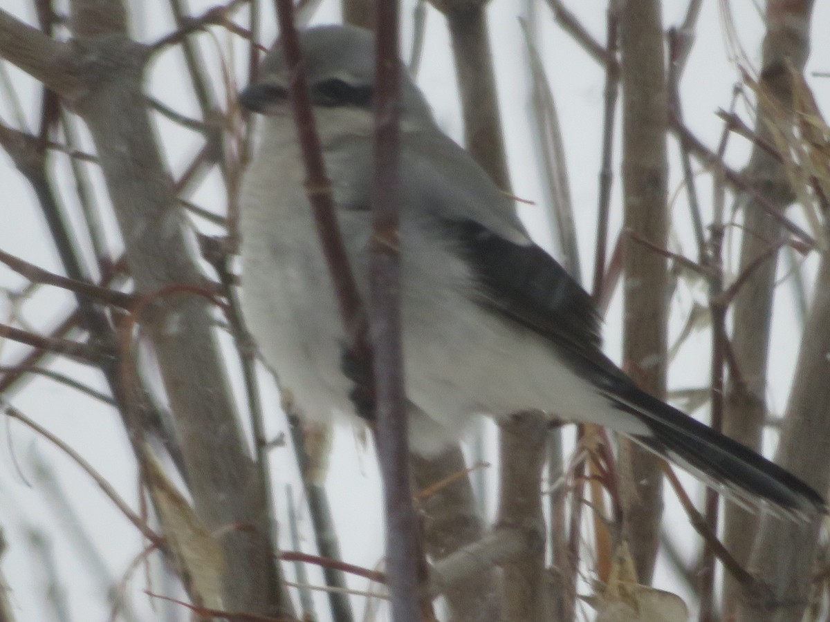 オオモズ - ML646516955