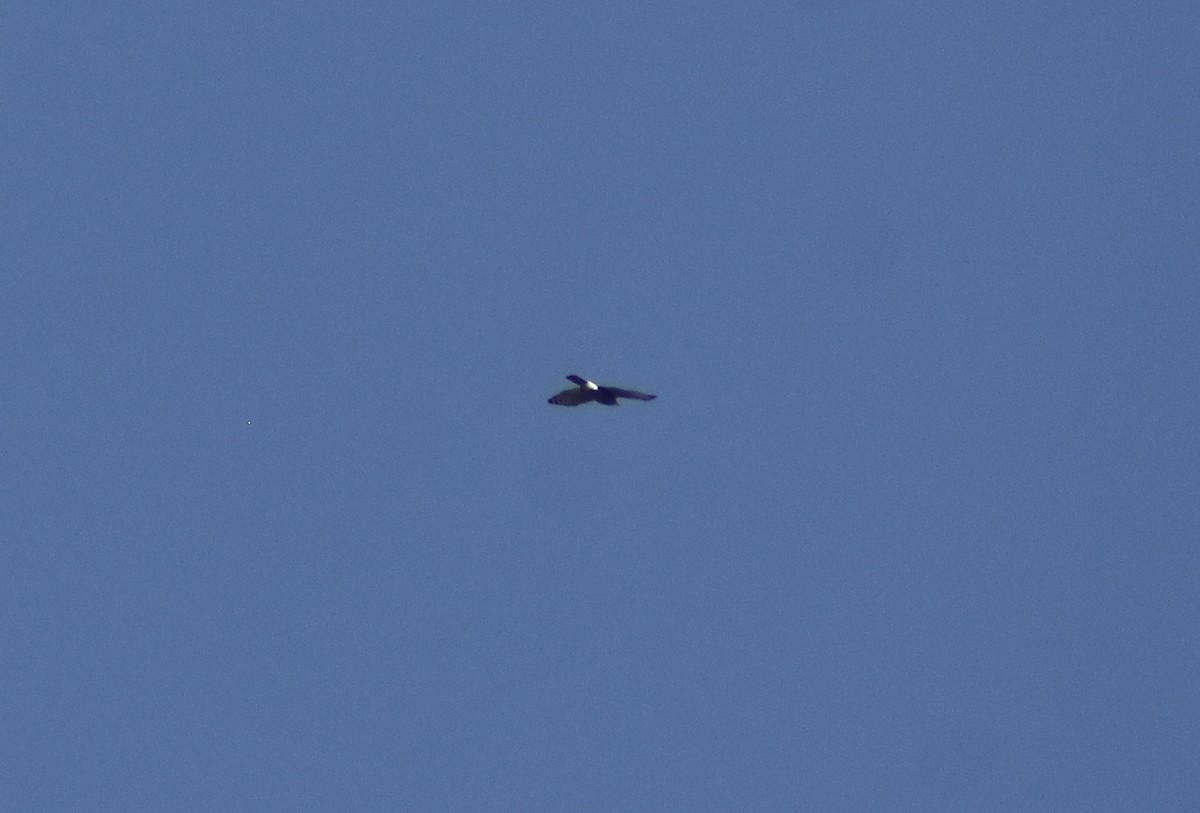 topphauk - ML646516960