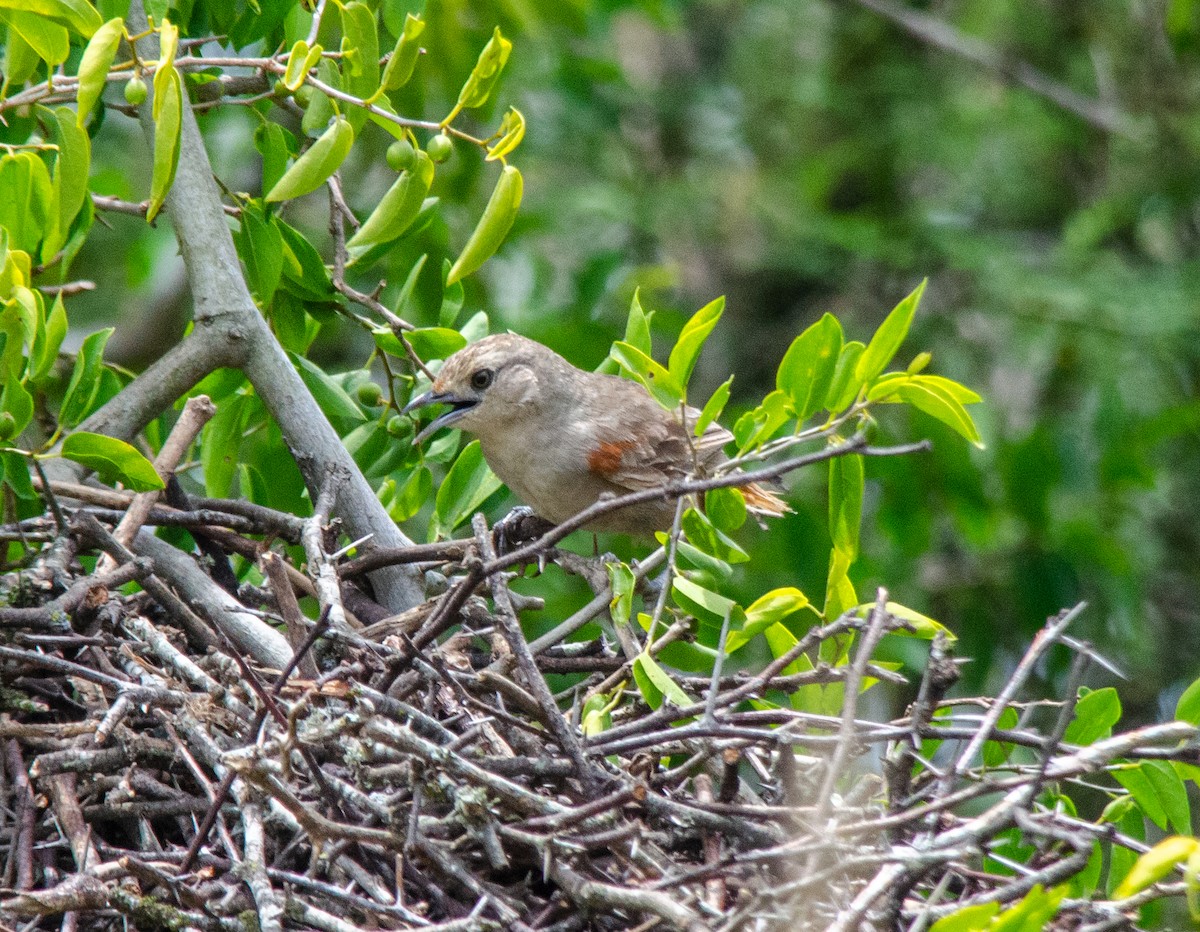 Little Thornbird - ML646516961