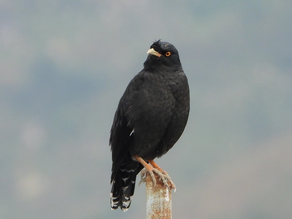 majna chocholatá - ML646516963