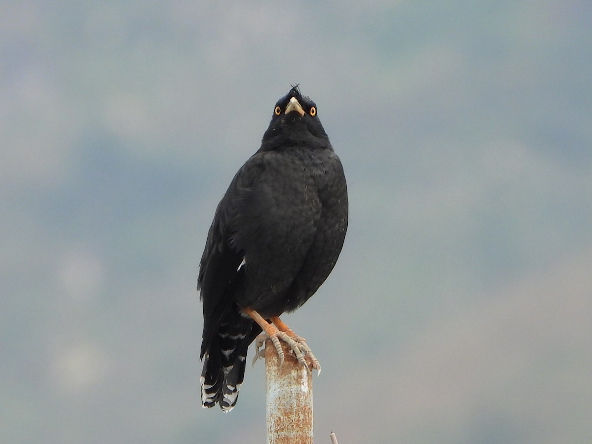 majna chocholatá - ML646516964