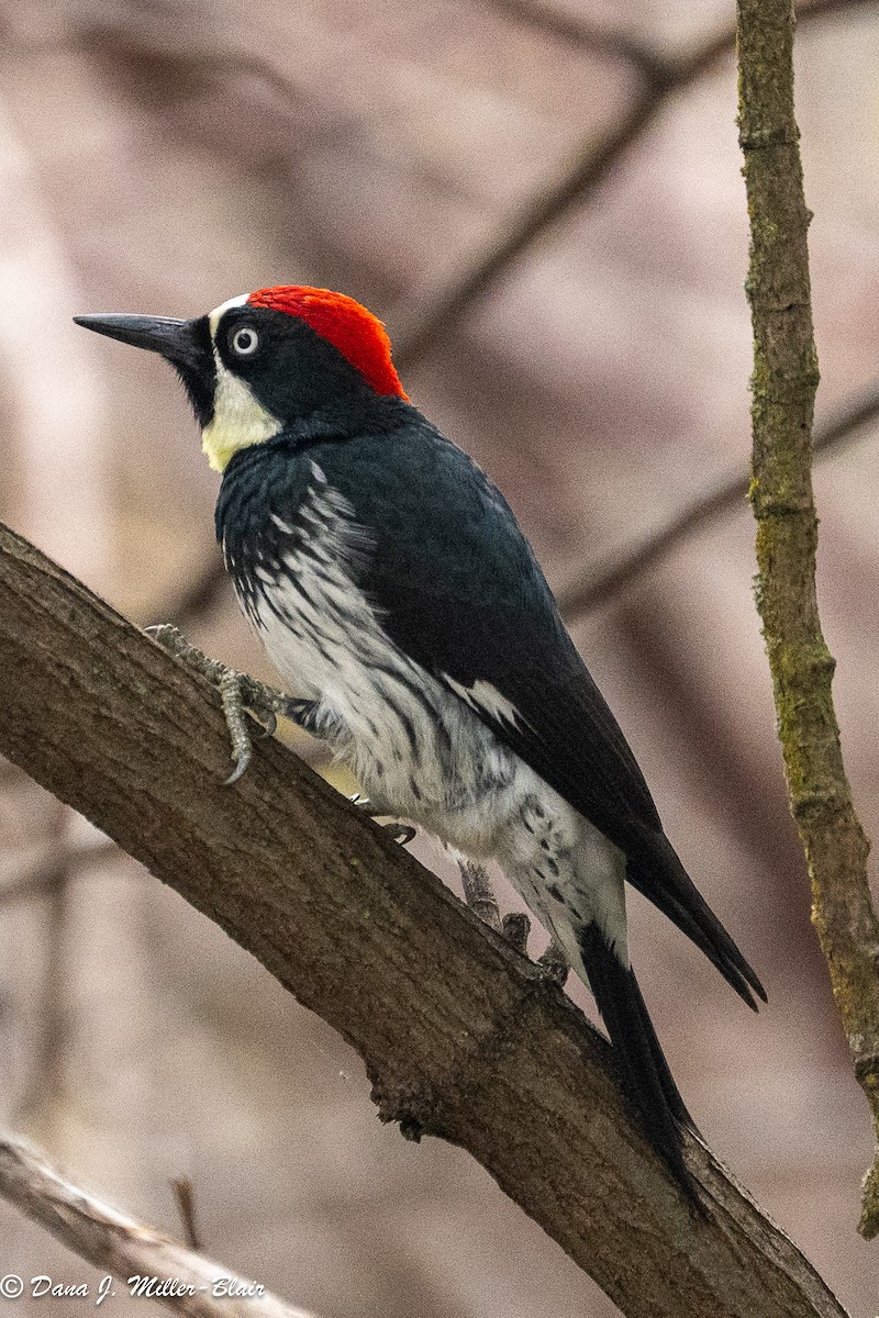 Acorn Woodpecker - ML646516965