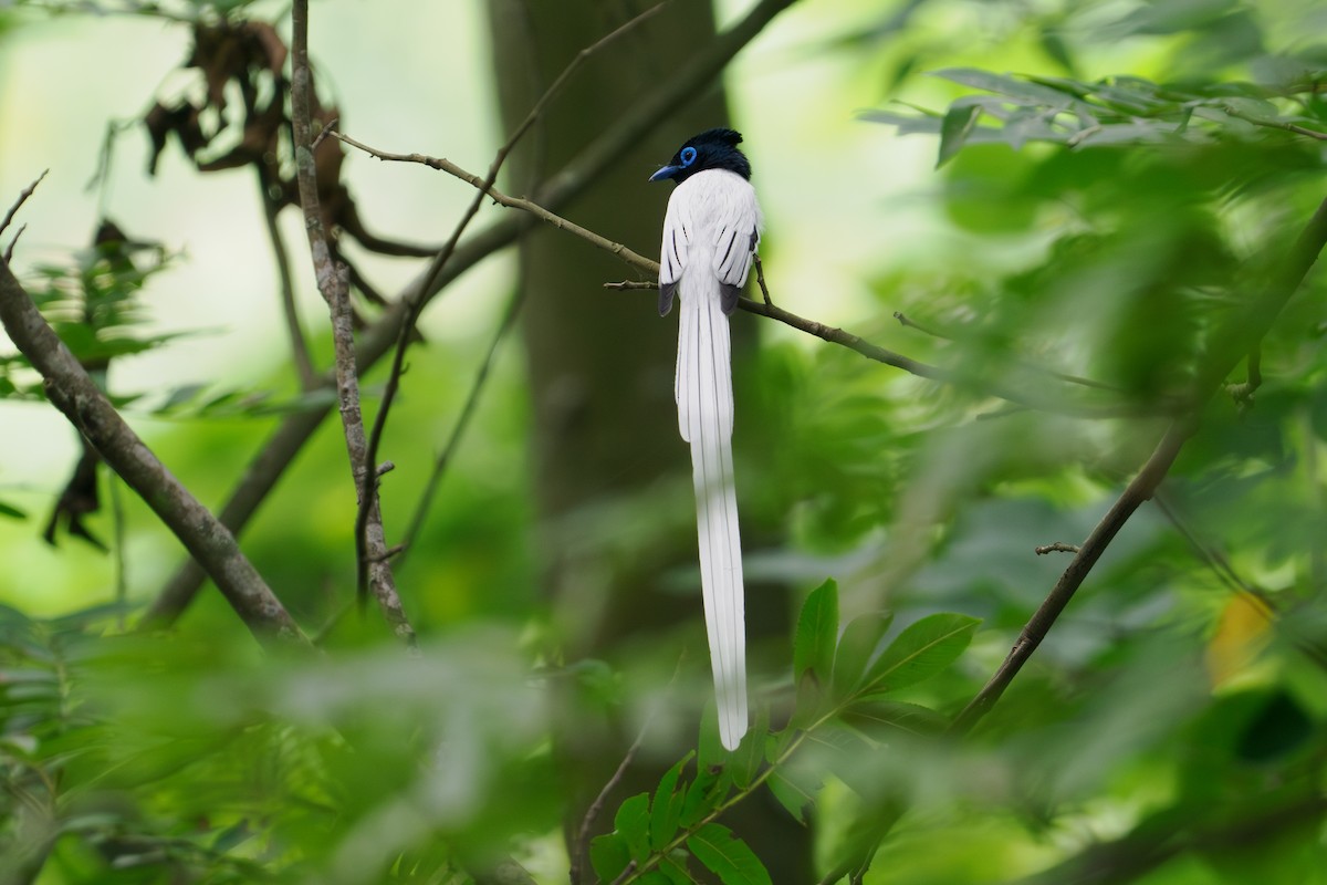 Tchitrec de Chine - ML646516966