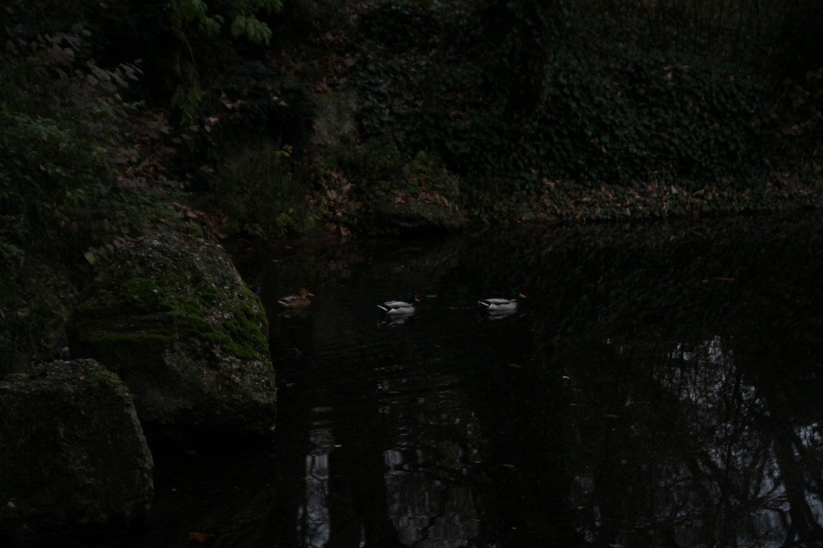 Mallard - ML646516974