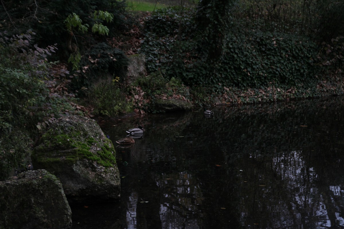 Mallard - ML646516975