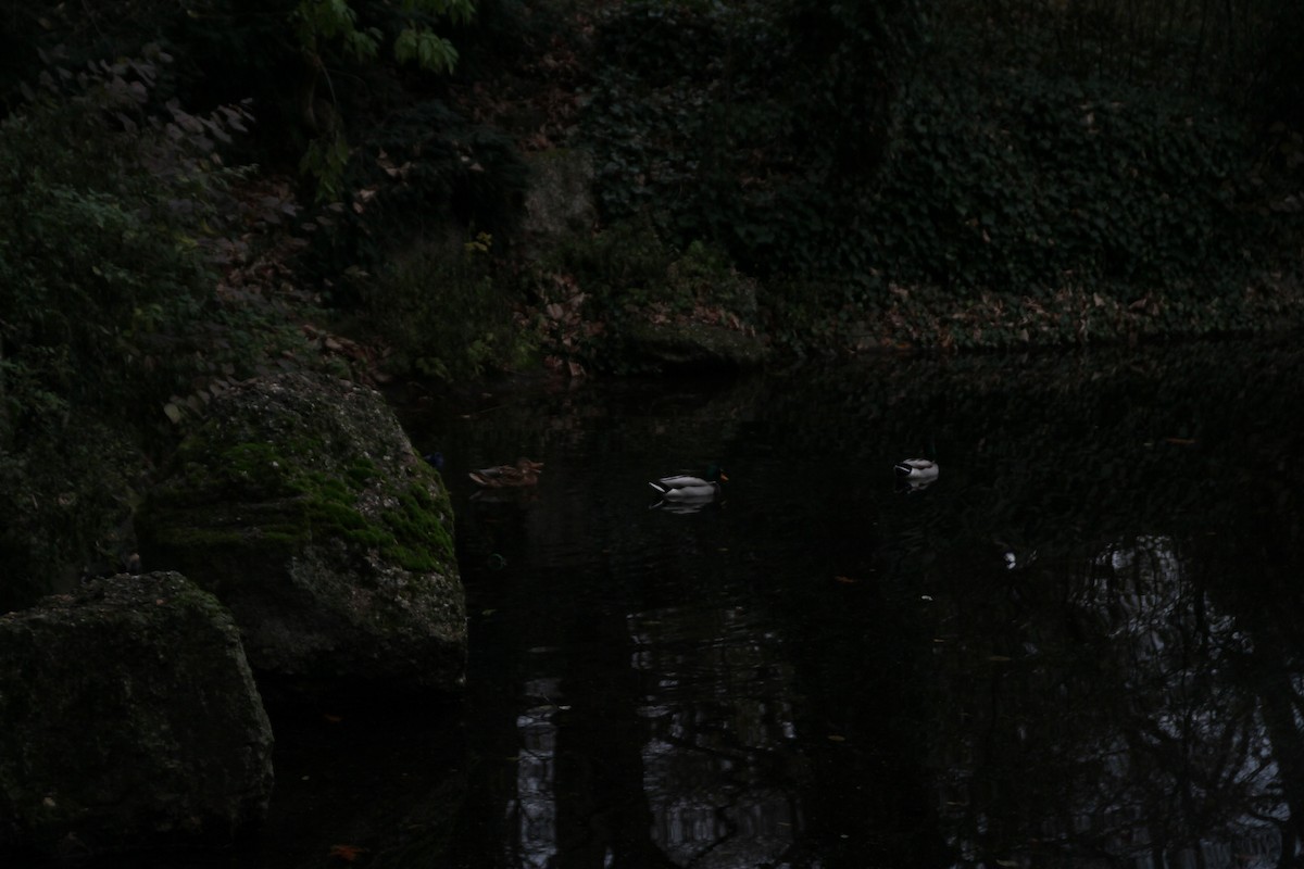 Mallard - ML646516976