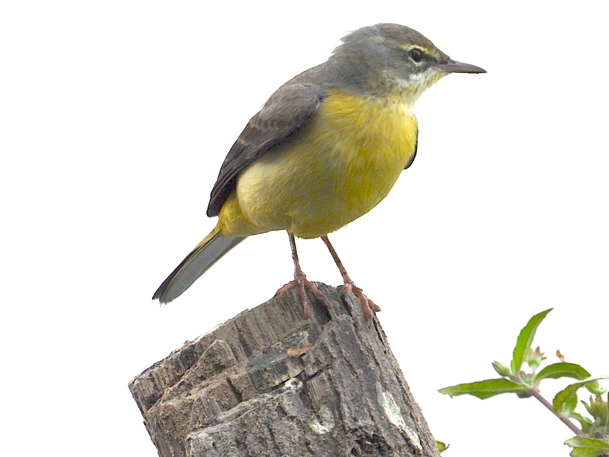 Gray Wagtail - ML646516978