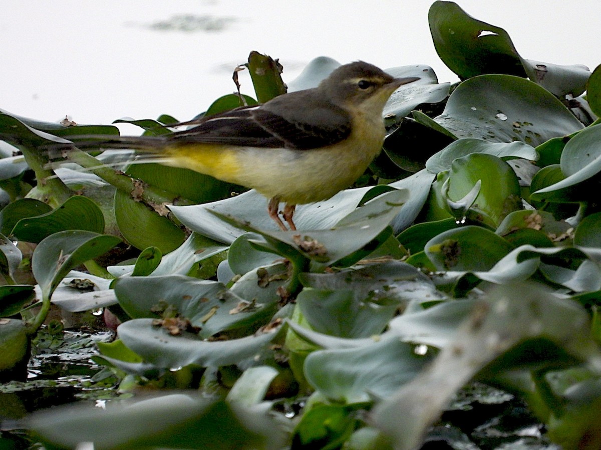 Gray Wagtail - ML646516979