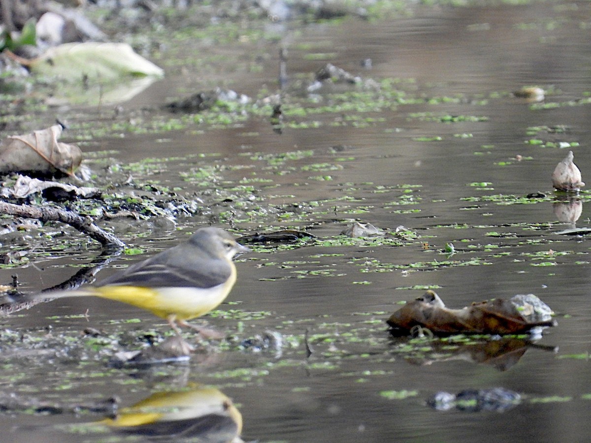 Gray Wagtail - ML646516980