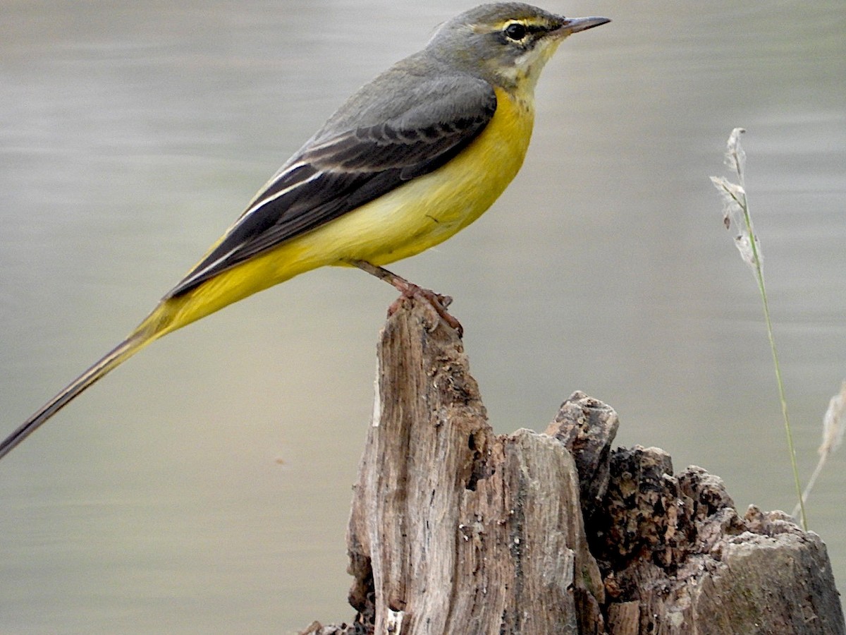 Gray Wagtail - ML646516981