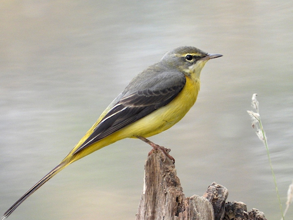 Gray Wagtail - ML646516982