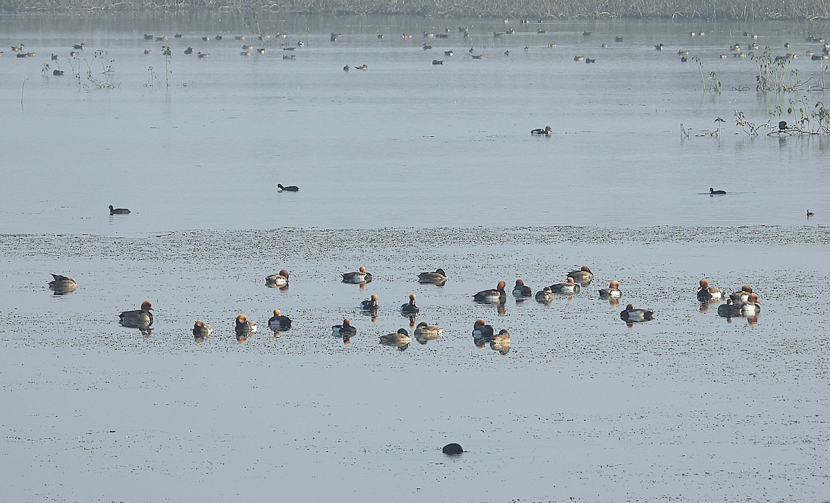 Red-crested Pochard - ML646516983