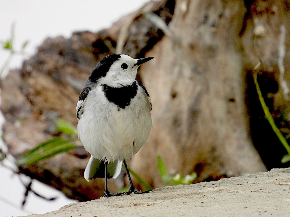 White Wagtail - ML646516989