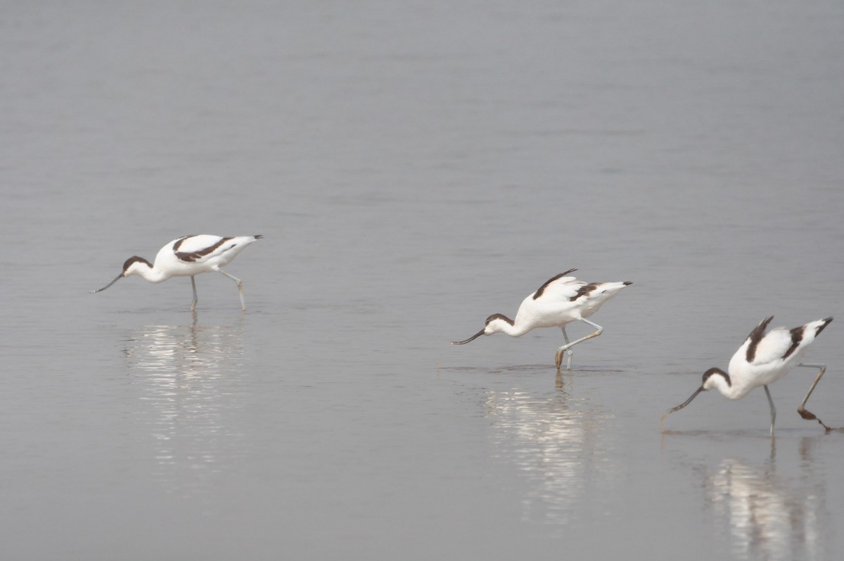 Pied Avocet - ML646516992