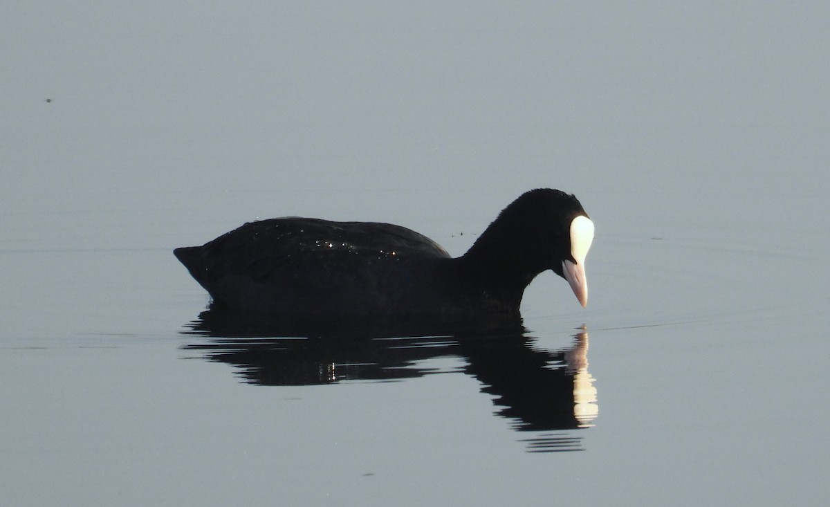 Eurasian Coot - ML646516994