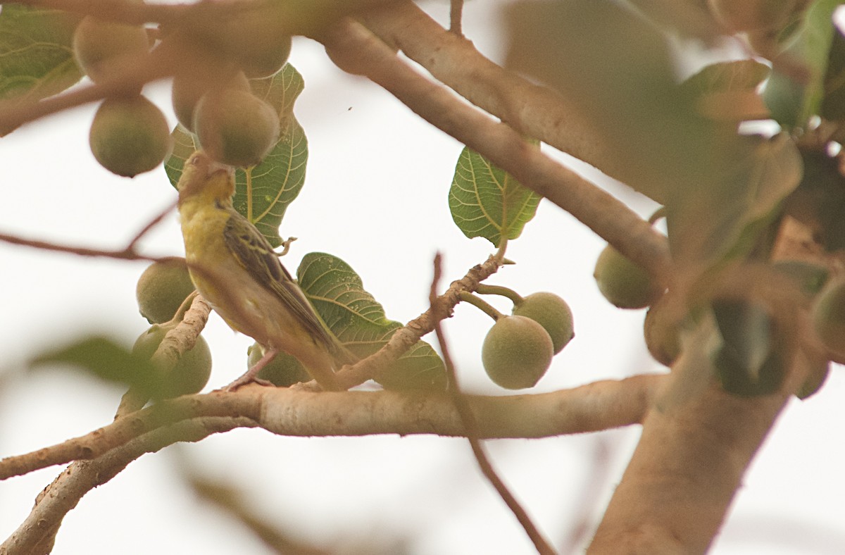 Schwarzkopfweber - ML646516995