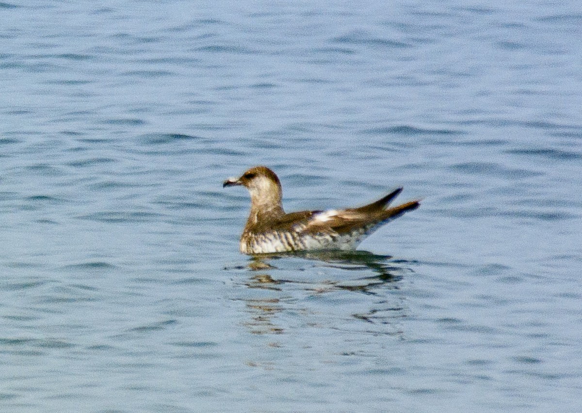 Pomarine Jaeger - ML646516996