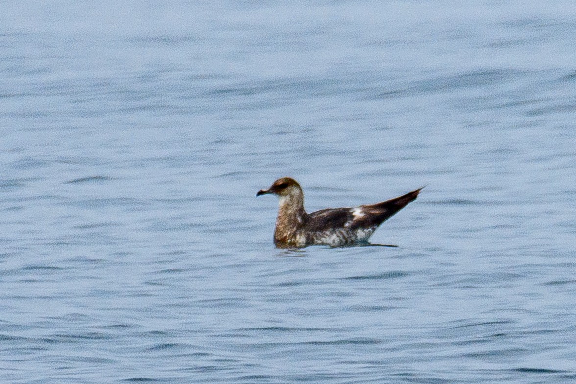 Pomarine Jaeger - ML646516997