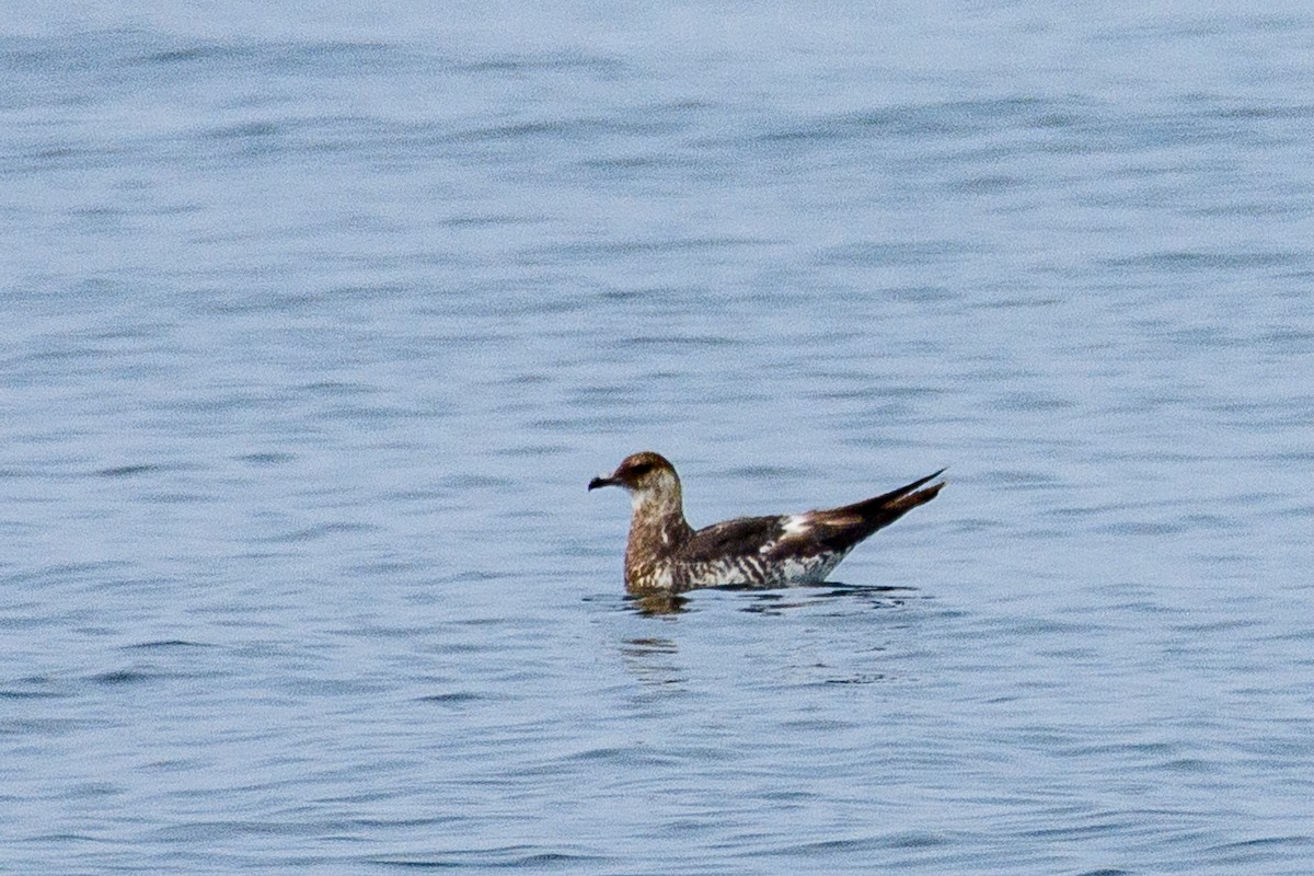 Pomarine Jaeger - ML646516998