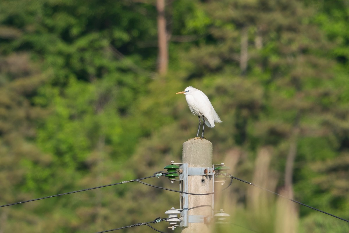 Swinhoe Ak Balıkçılı - ML646516999