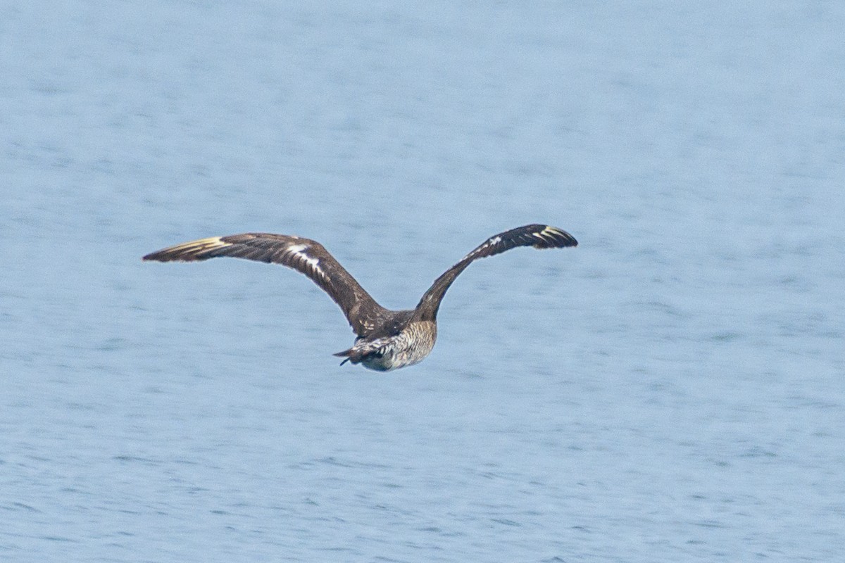 Pomarine Jaeger - ML646517000