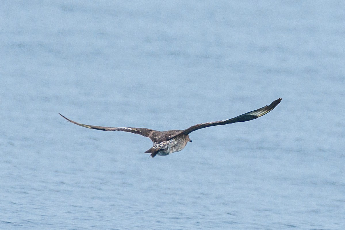 Pomarine Jaeger - ML646517001