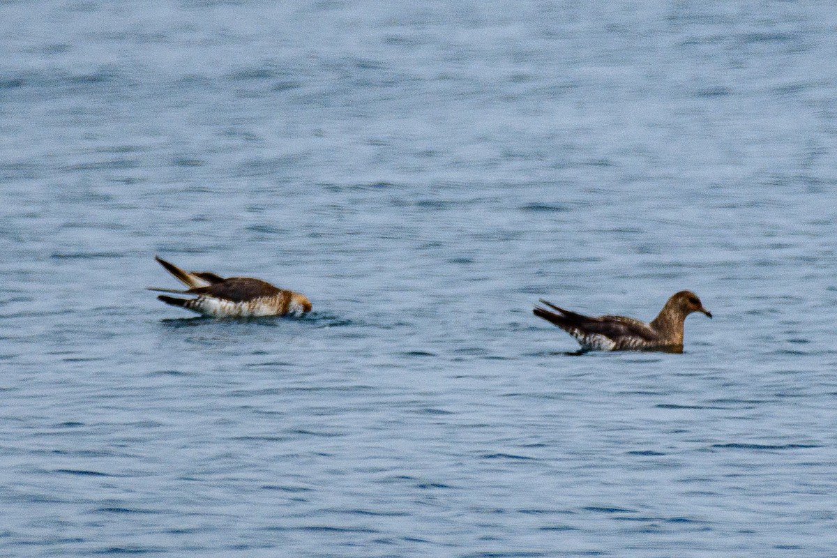 Pomarine Jaeger - ML646517004