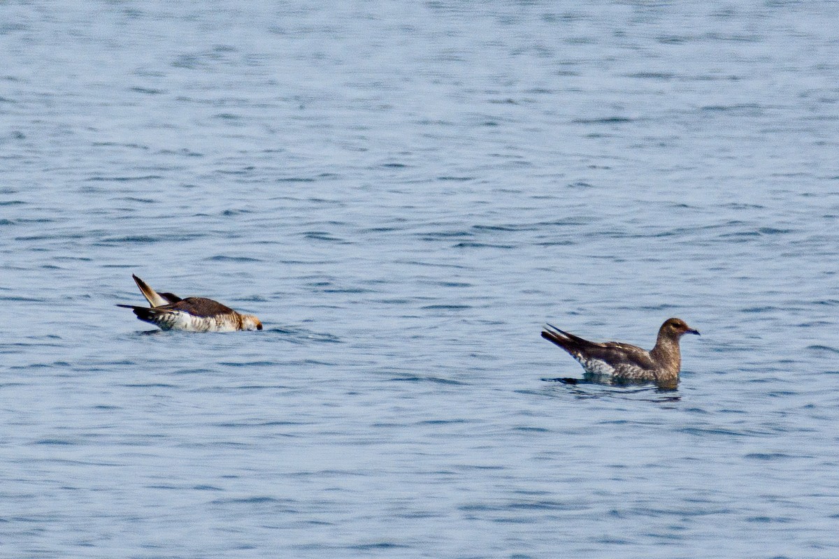 Pomarine Jaeger - ML646517005