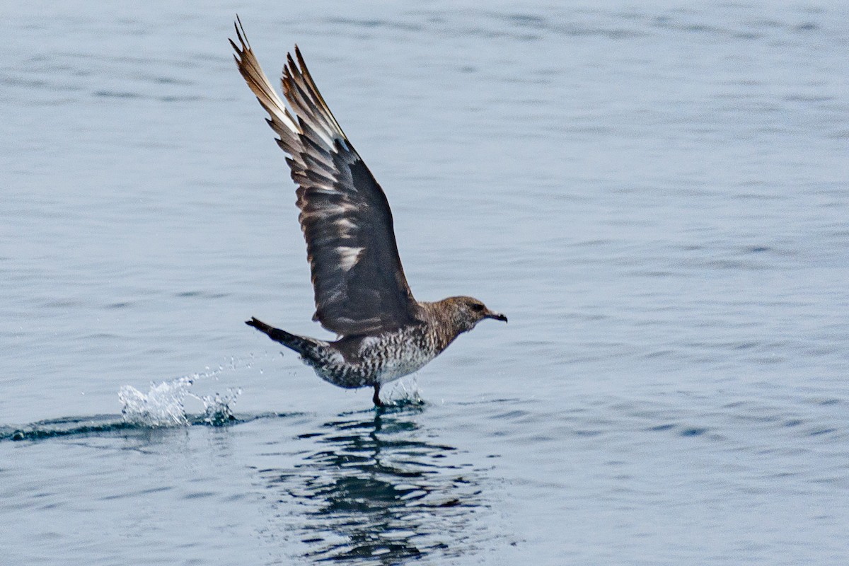 Pomarine Jaeger - ML646517006