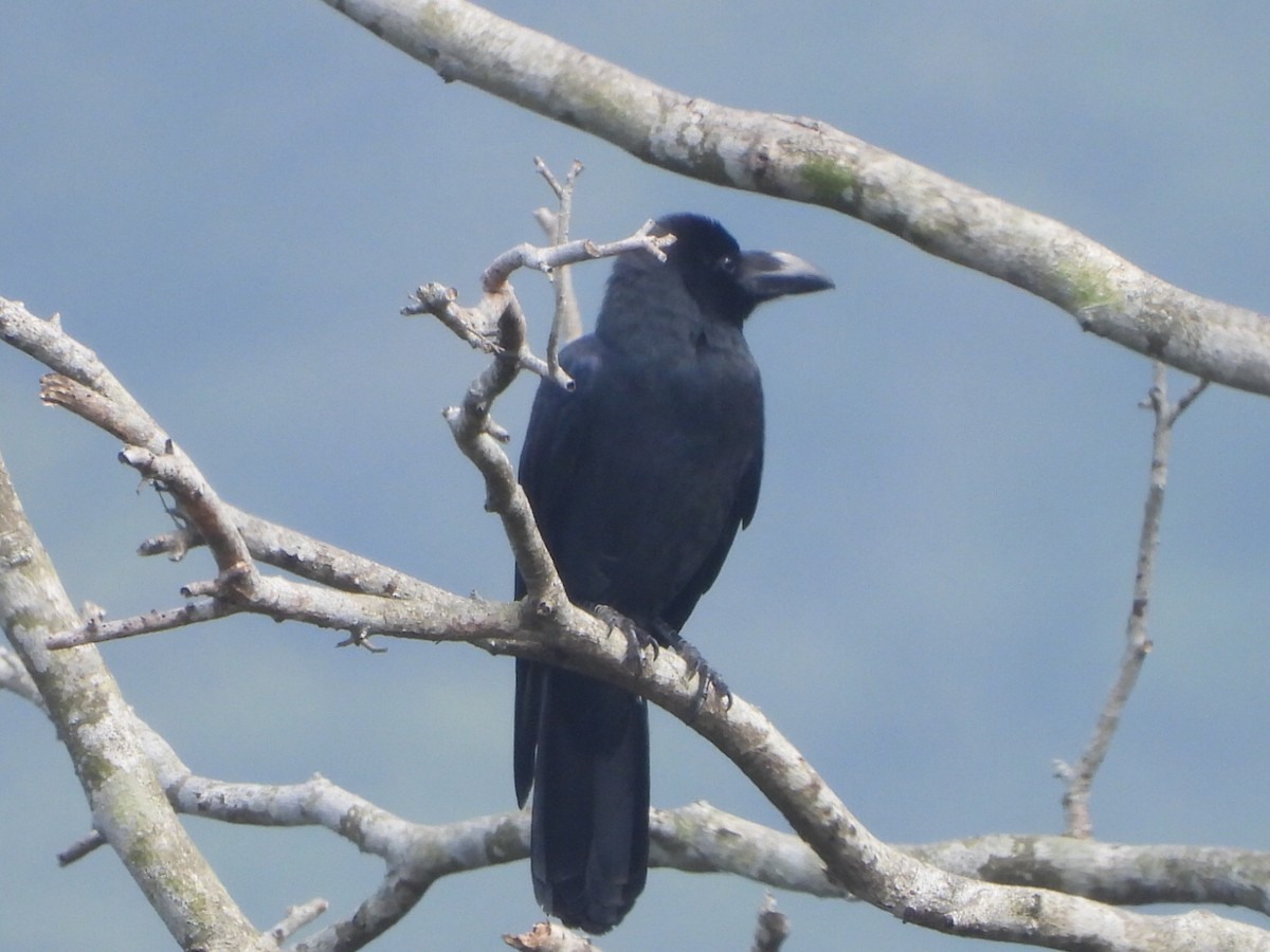 vrána tlustozobá - ML646517007