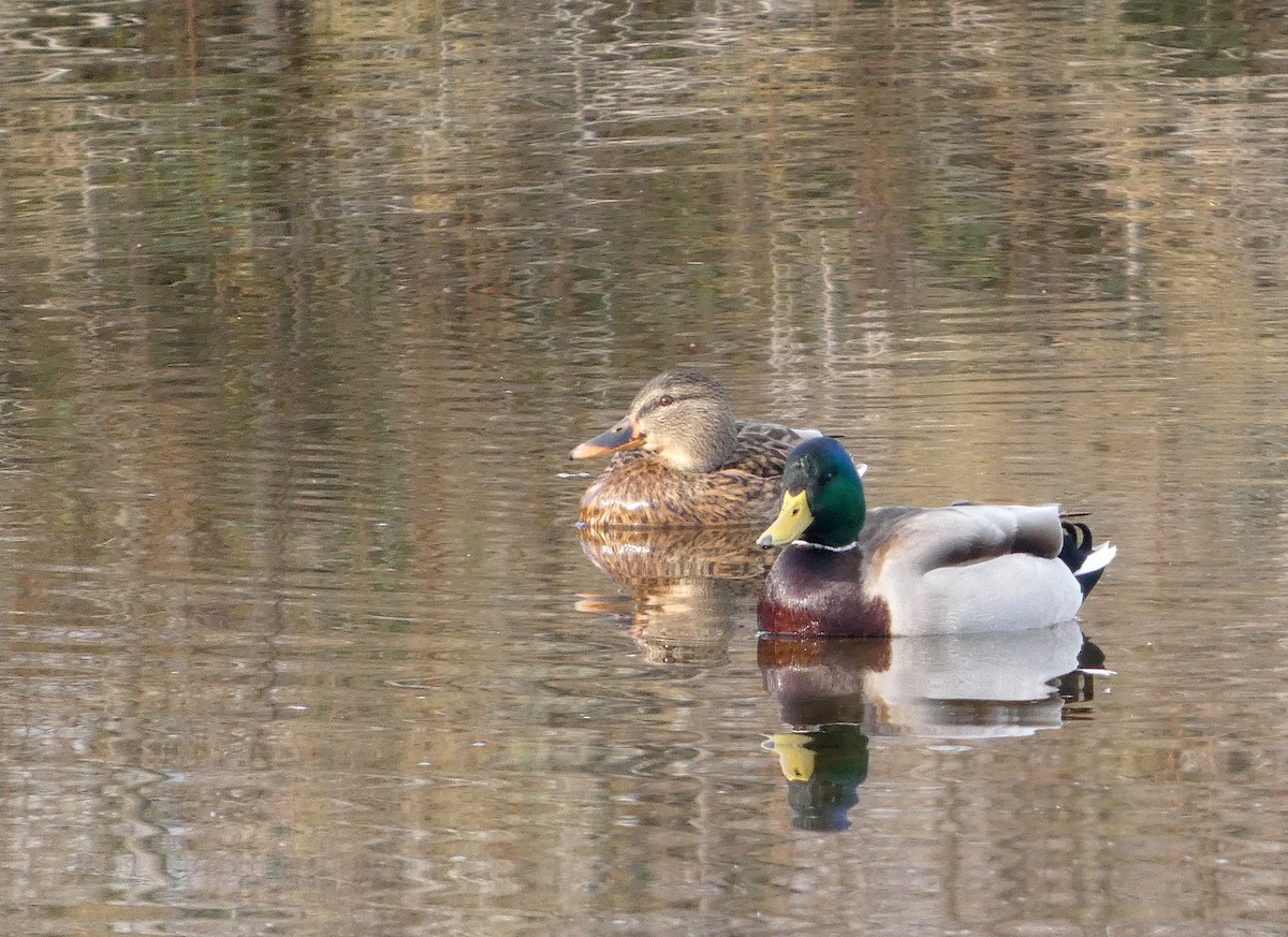 Mallard - ML646517009