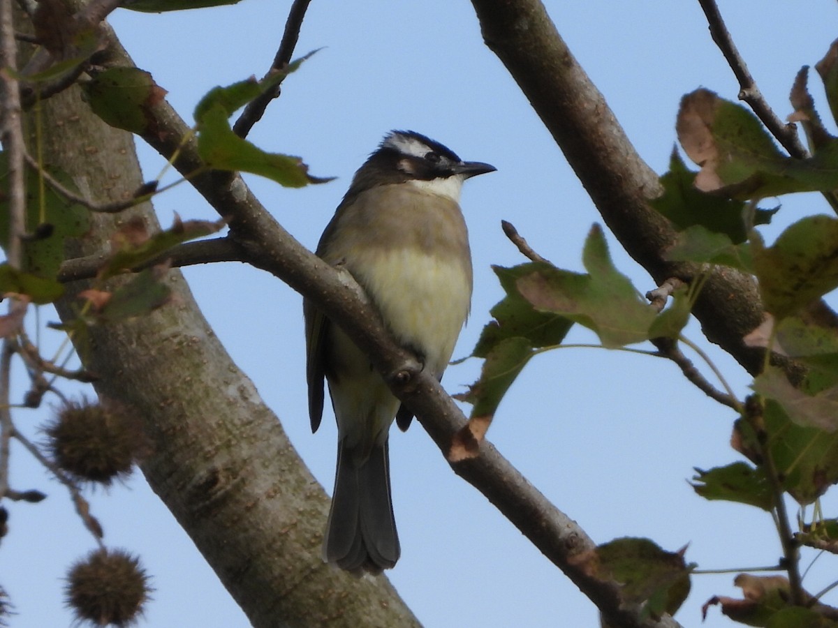 Light-vented Bulbul - ML646517012