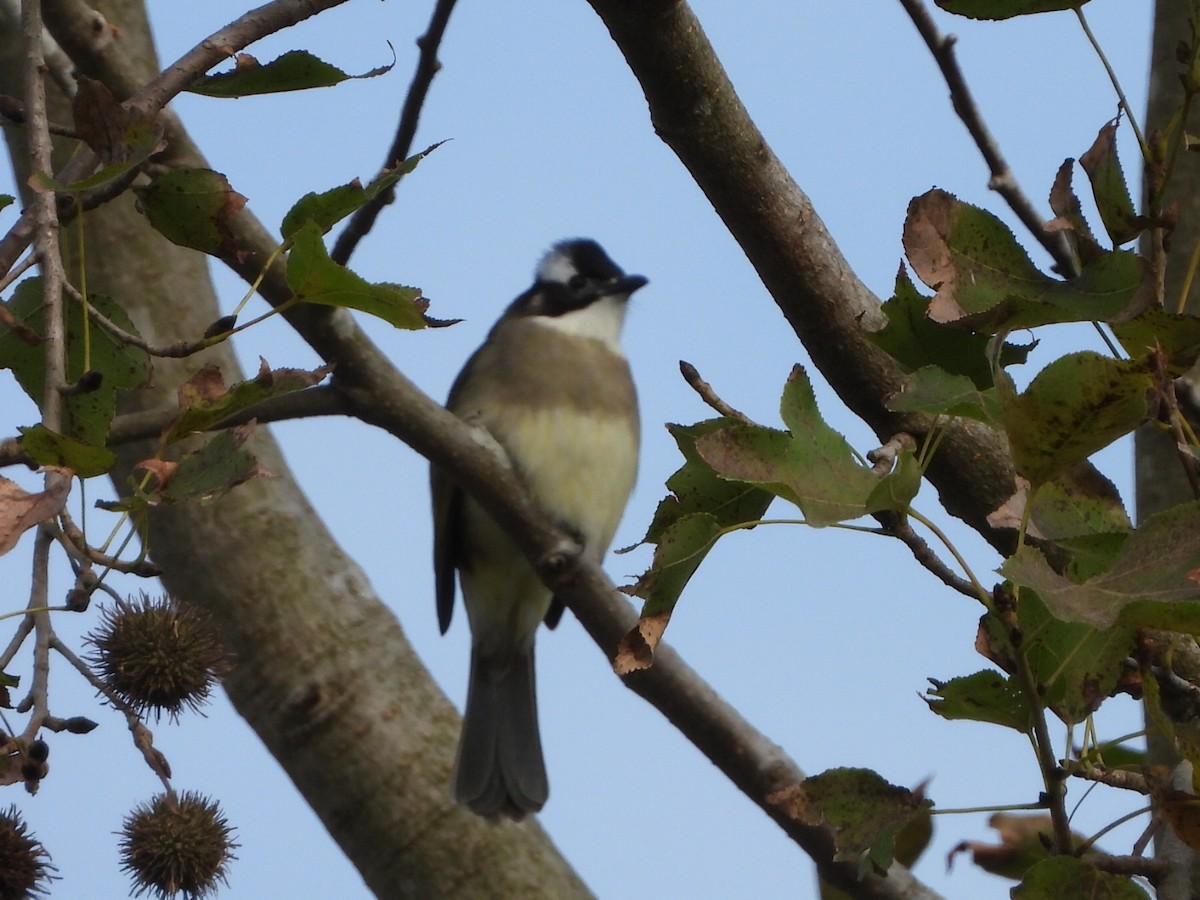 Light-vented Bulbul - ML646517013