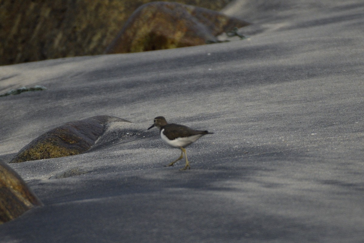 pisík obecný - ML646517023