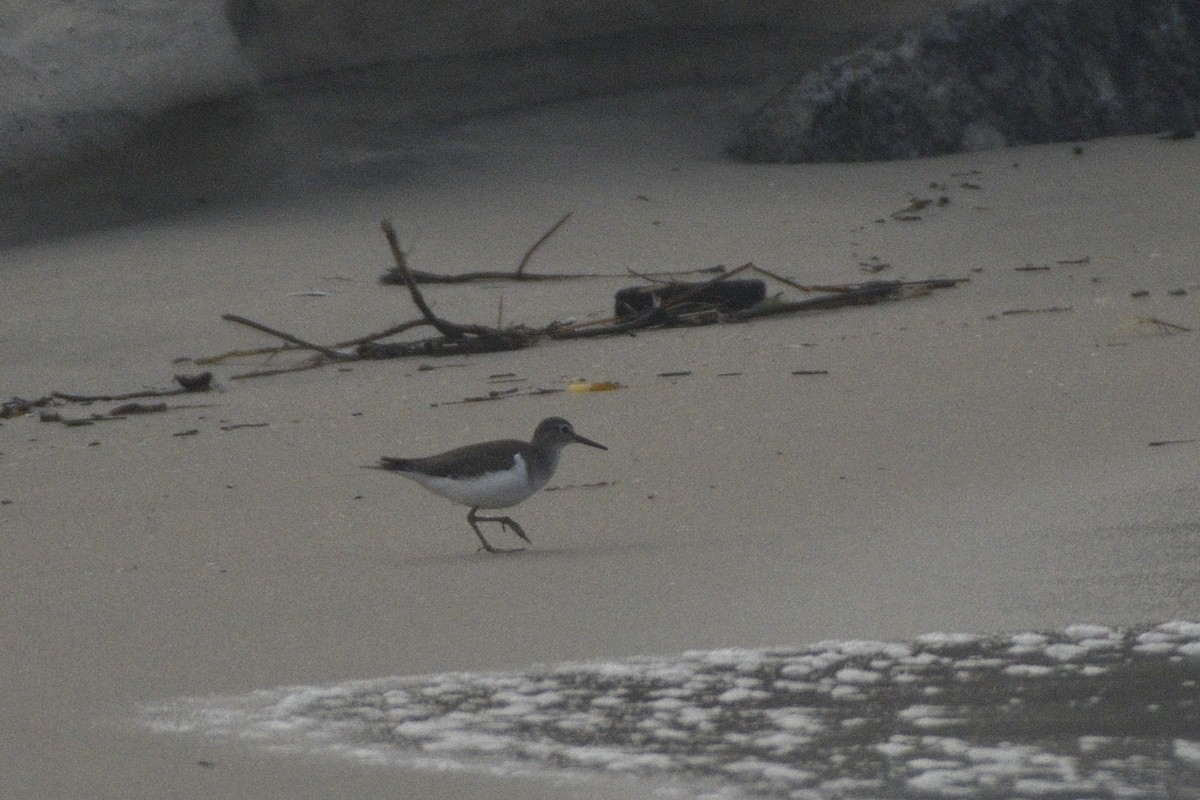 pisík obecný - ML646517024