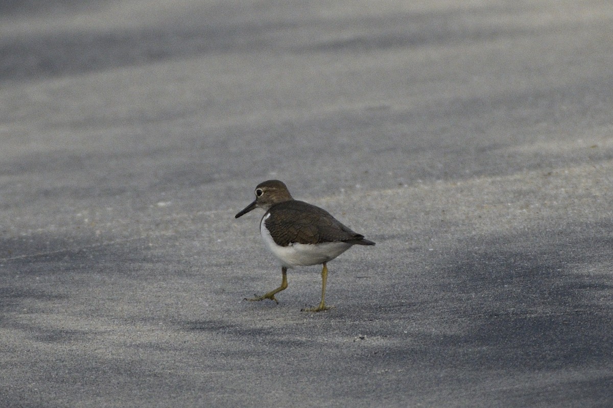 pisík obecný - ML646517025