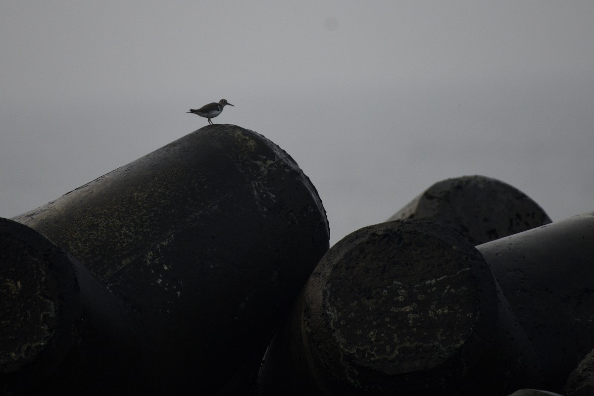 pisík obecný - ML646517026