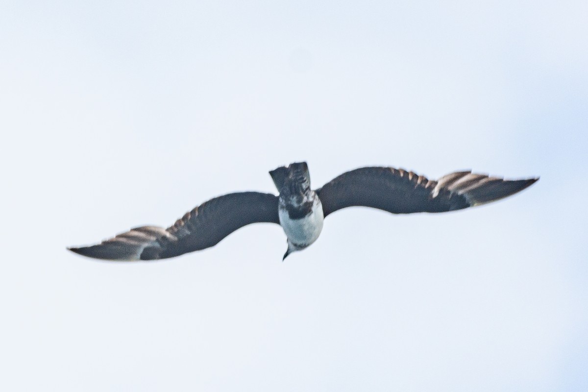 Parasitic Jaeger - ML646517027