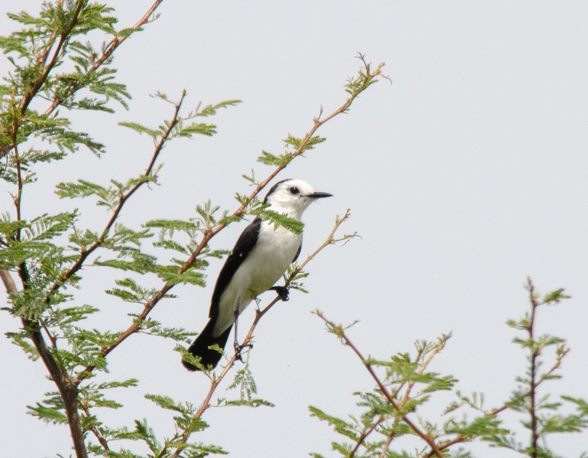 Black-backed Water-Tyrant - ML646517028