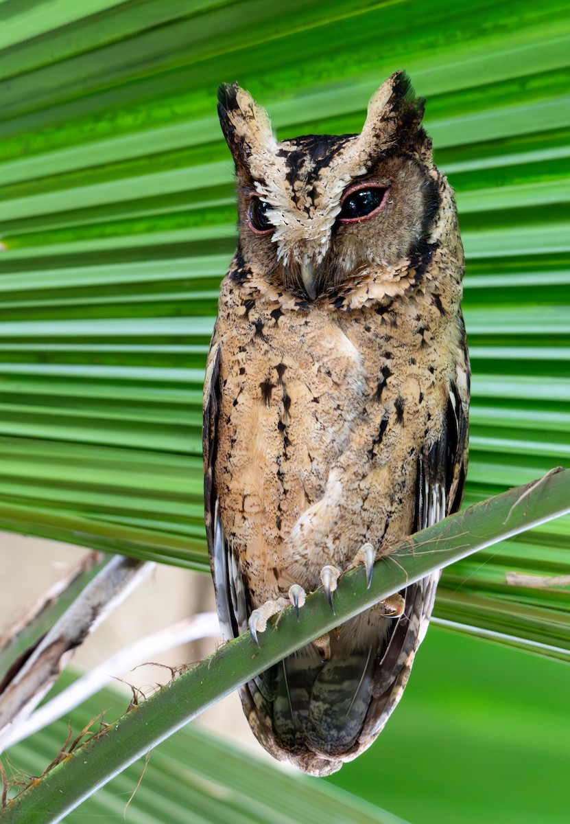 Collared Scops-Owl - ML646517029