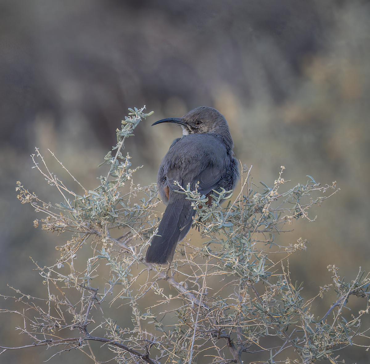 Crissal Thrasher - ML646517030