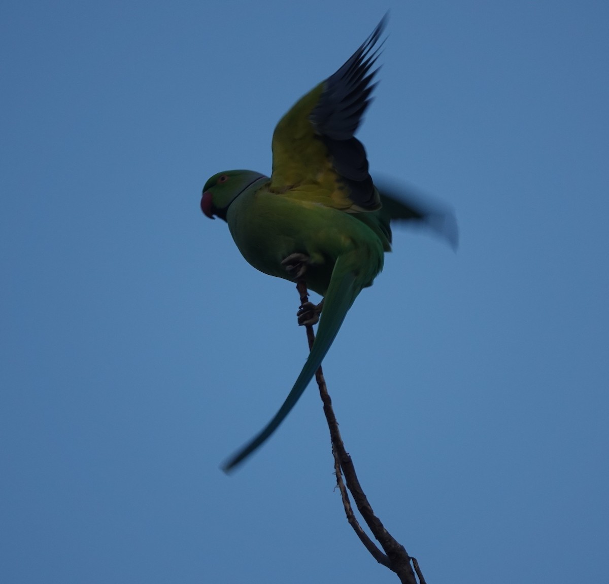 Rose-ringed Parakeet - ML646517031