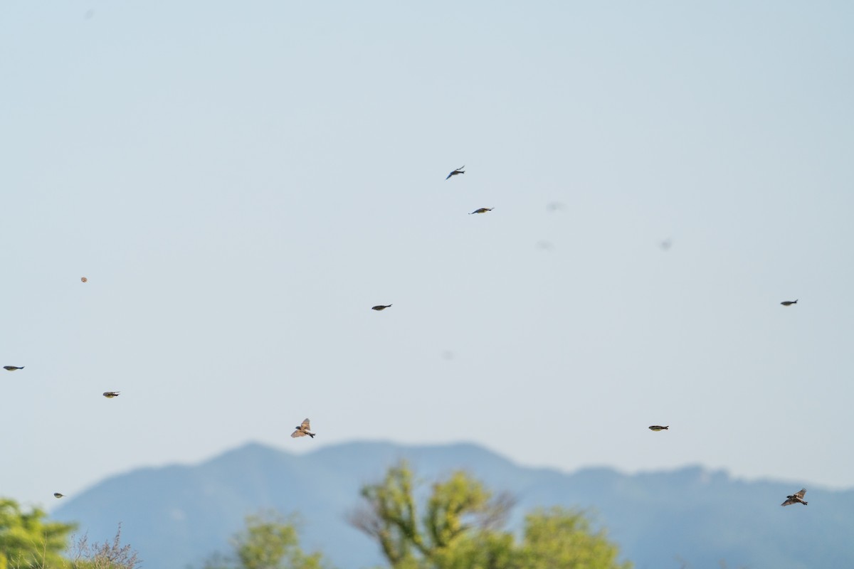 strnad obojkový - ML646517033