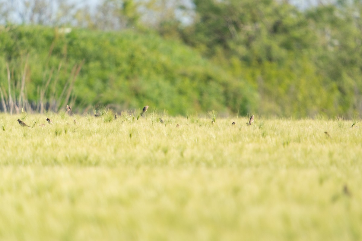 strnad obojkový - ML646517034