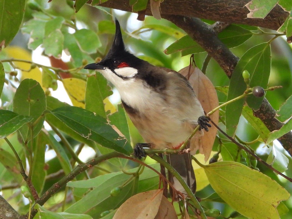 bulbul červenouchý - ML646517036