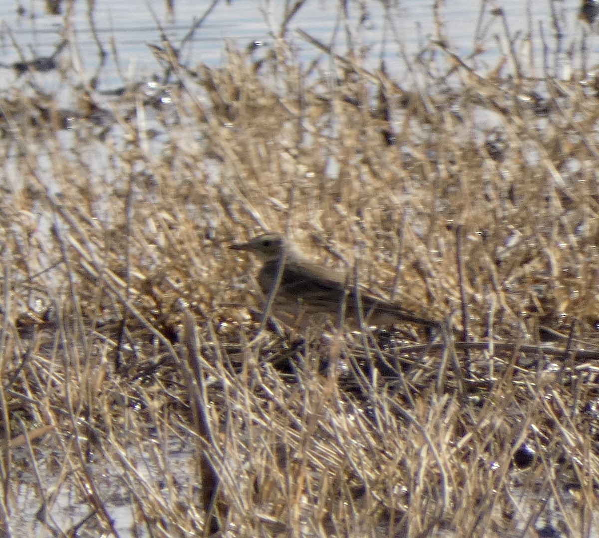 American Pipit - ML646517038