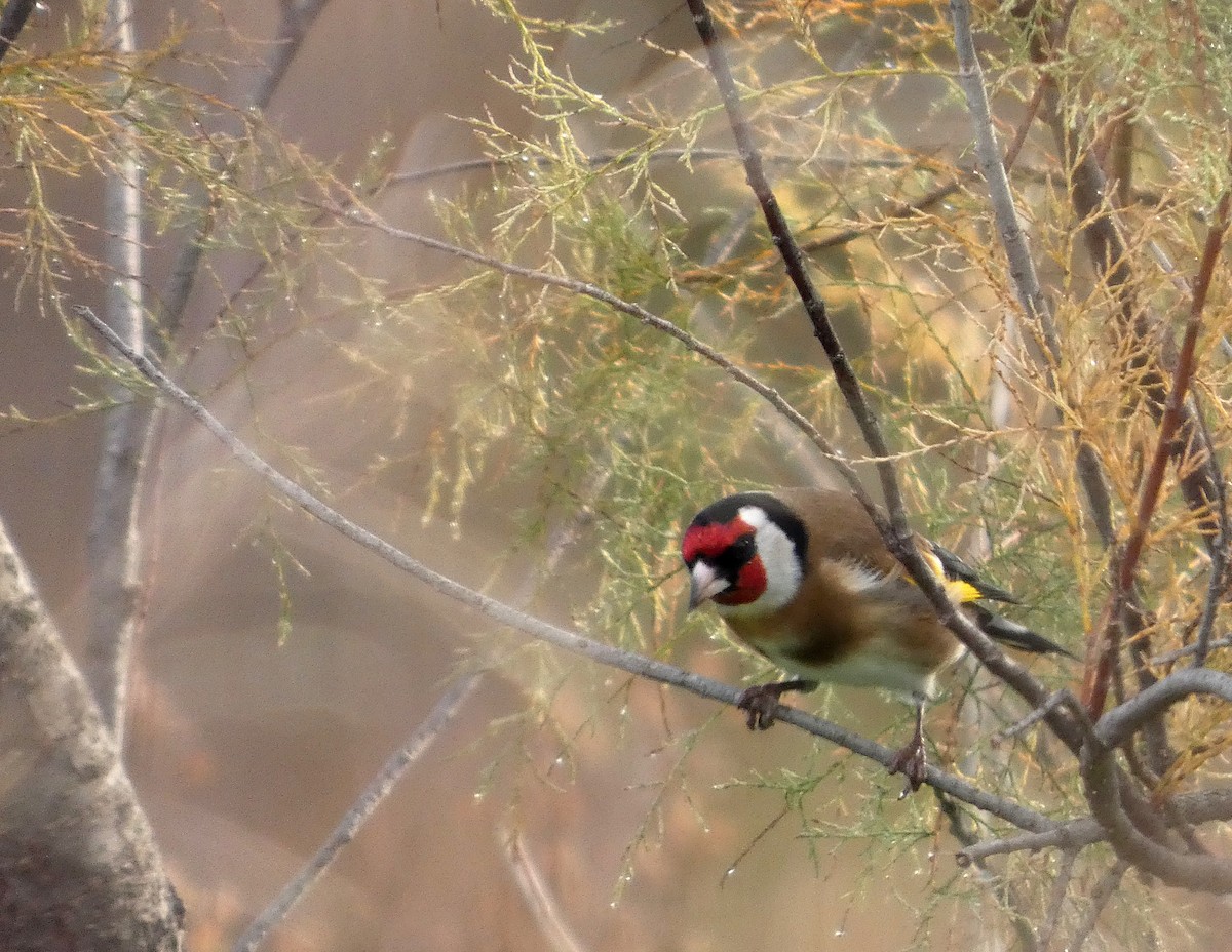 European Goldfinch - ML646517039