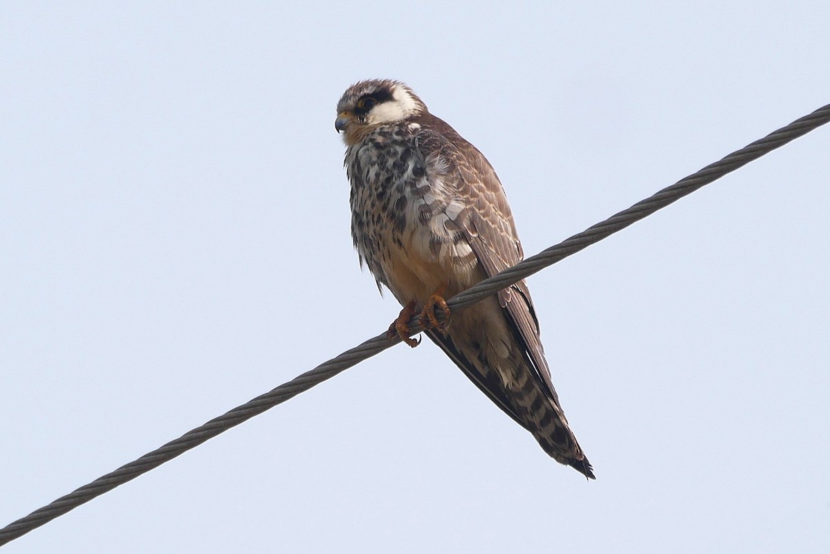 Cernícalo del Amur - ML646517043