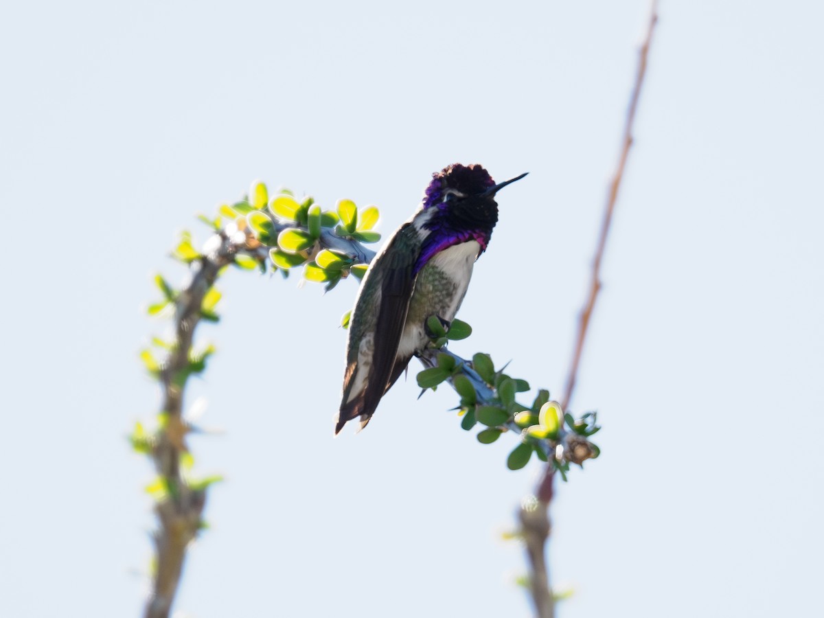 Costa's Hummingbird - ML646517044